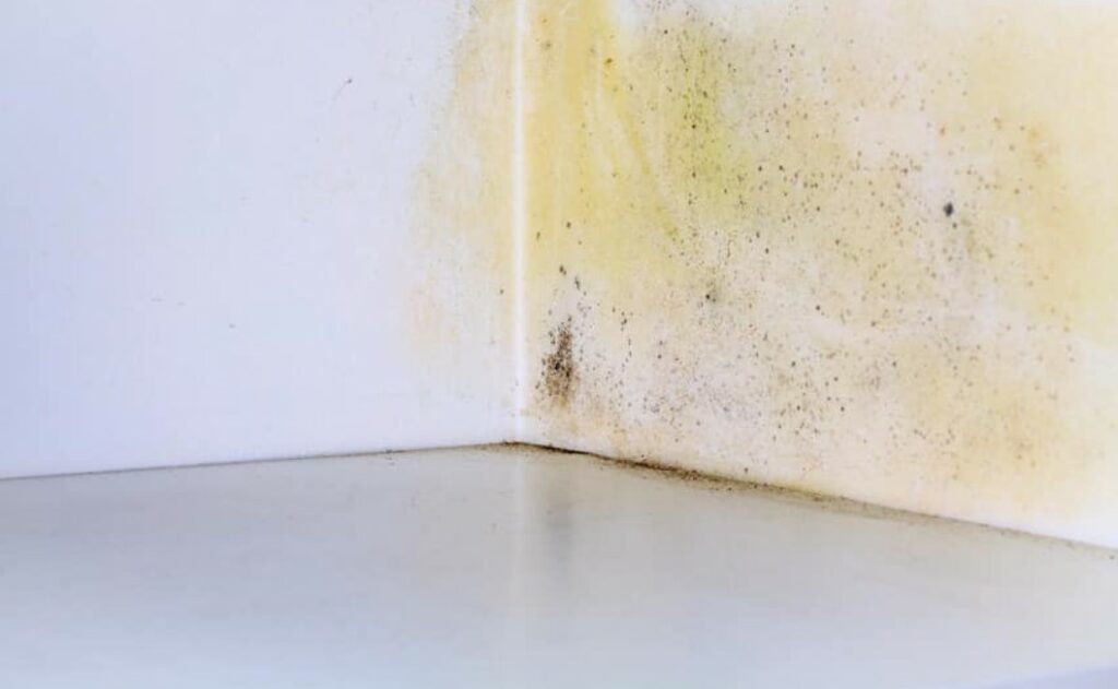 get-rid-of-mold-using-ozone