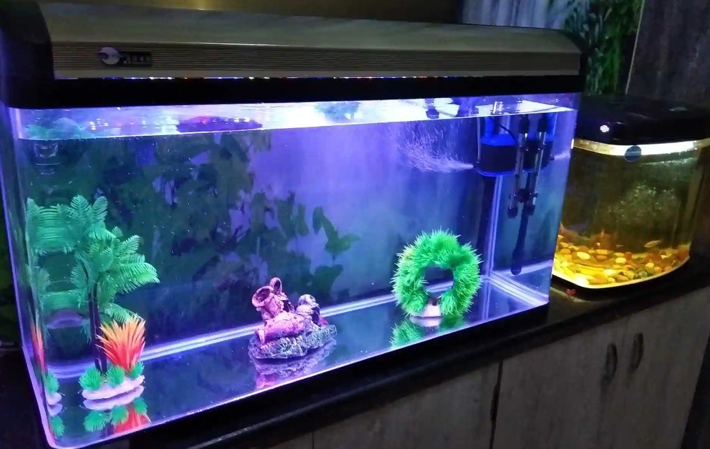 Ozone-Disinfection-and-Water-Treatment-in-a-Home-Aquarium